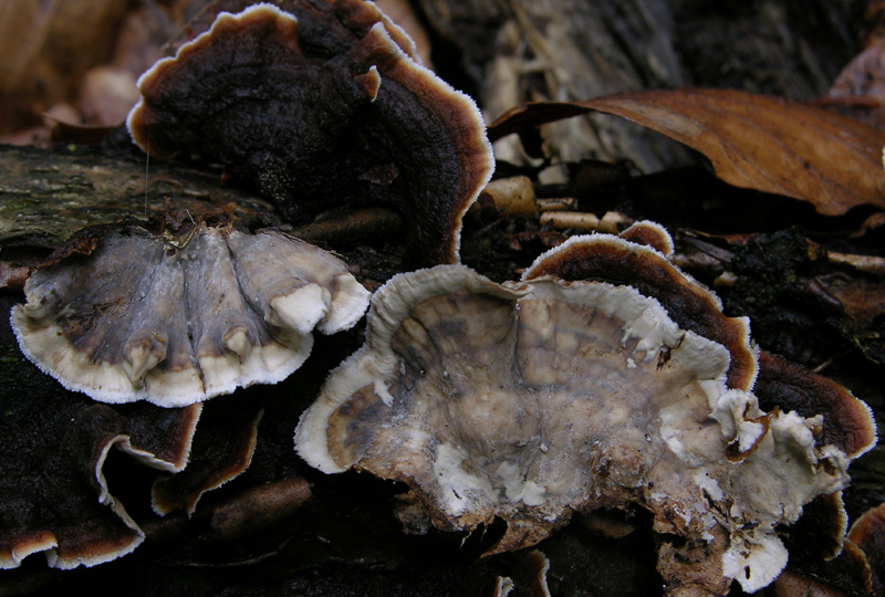 Non me lo ricordo... (Pseudochaete tabacina)